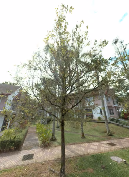 tree photo