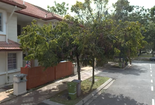 tree photo