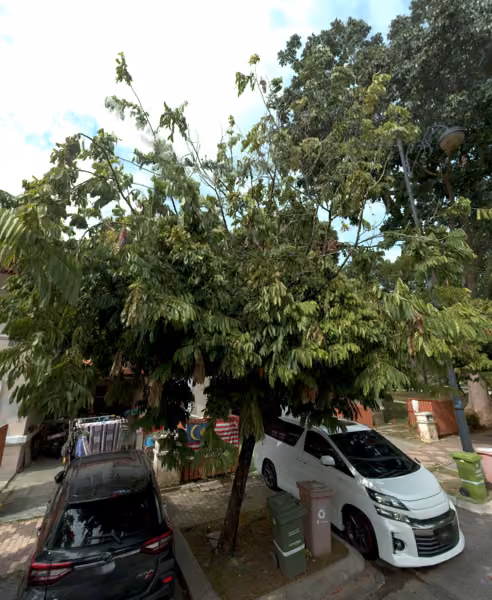 tree photo