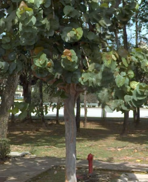 tree photo