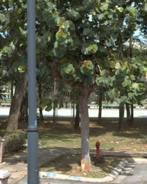 tree photo