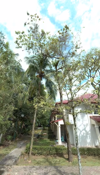 tree photo