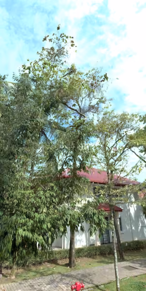 tree photo