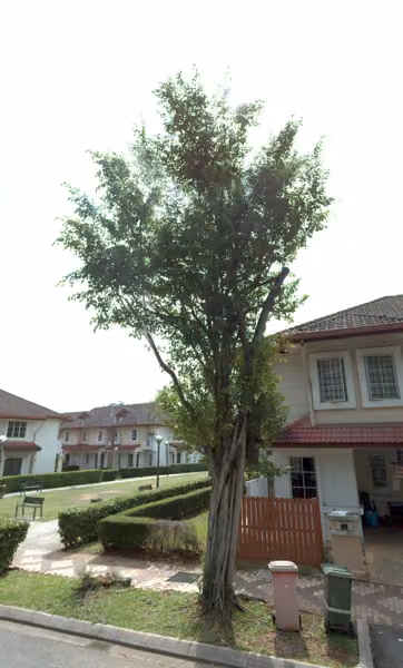 tree photo