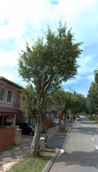 tree photo