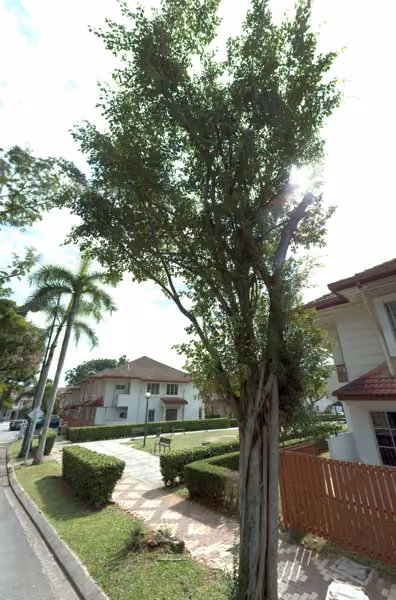 tree photo
