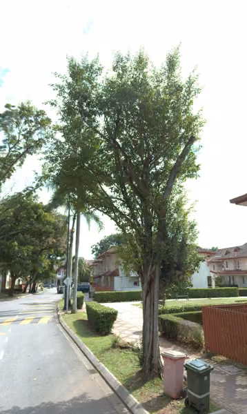 tree photo