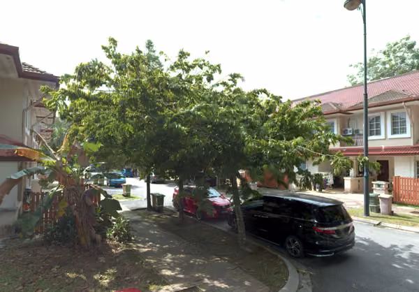 tree photo
