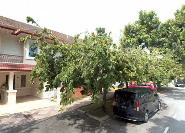 tree photo