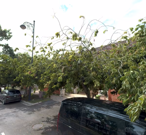 tree photo