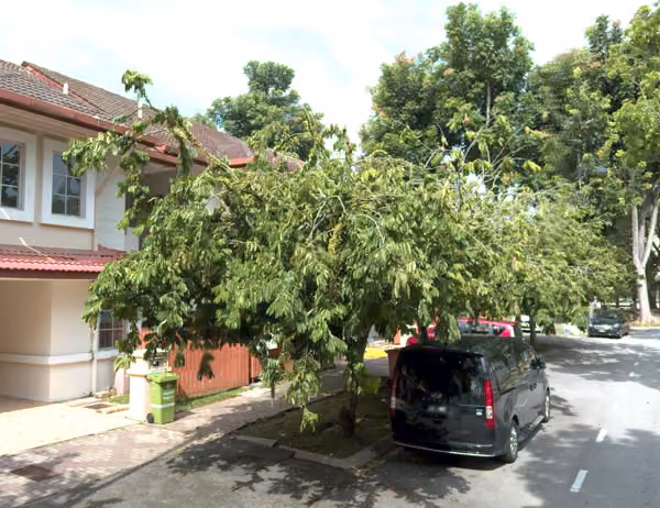 tree photo