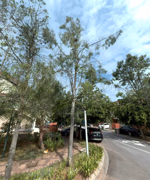 tree photo