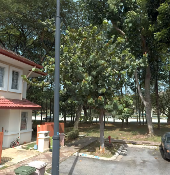 tree photo