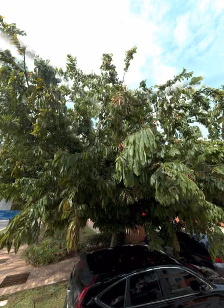 tree photo