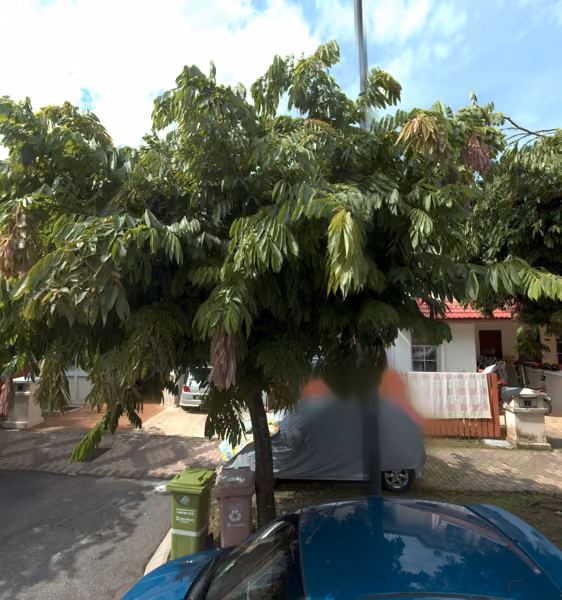 tree photo
