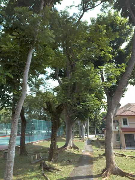 tree photo