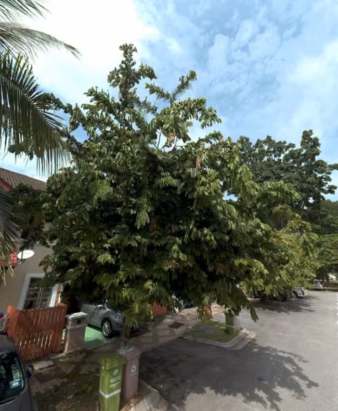 tree photo