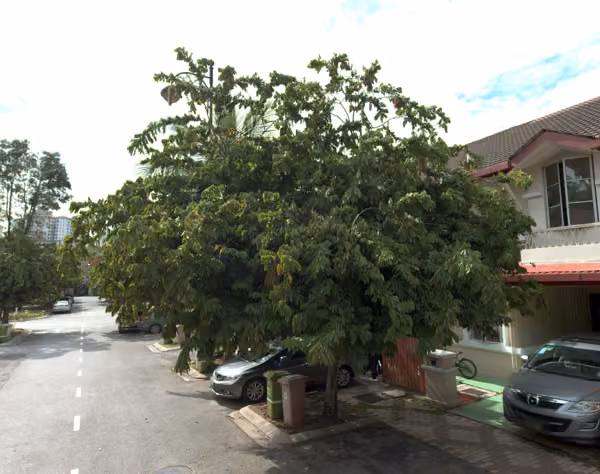 tree photo