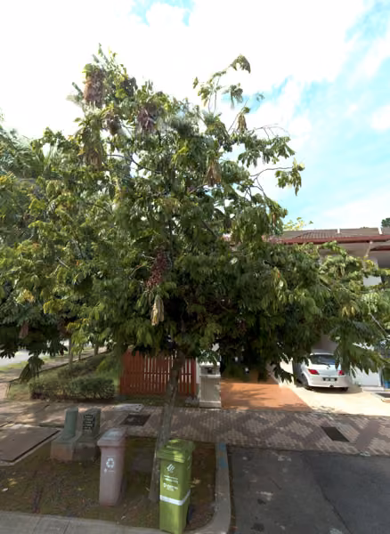 tree photo
