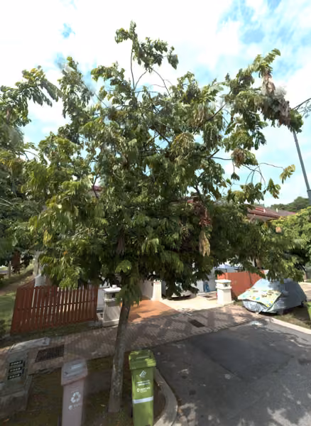 tree photo