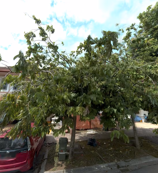 tree photo