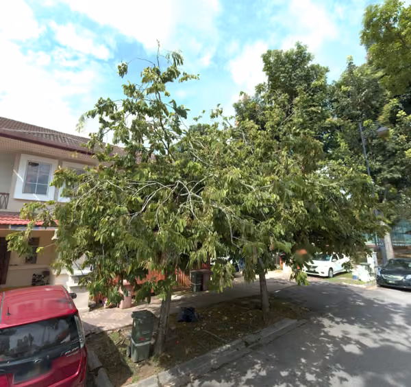 tree photo
