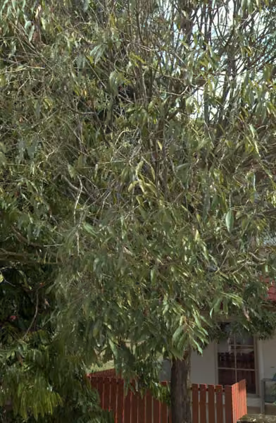 tree photo