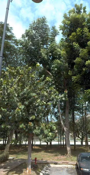 tree photo