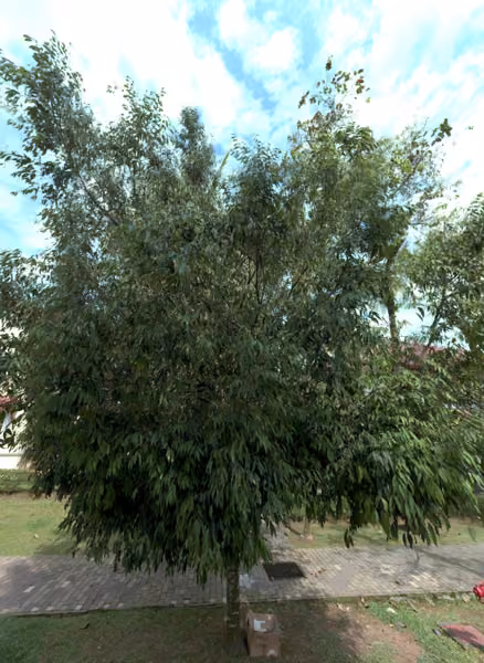 tree photo