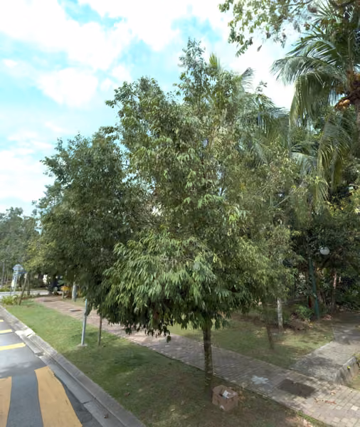 tree photo