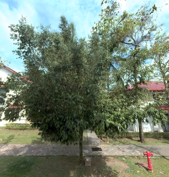 tree photo