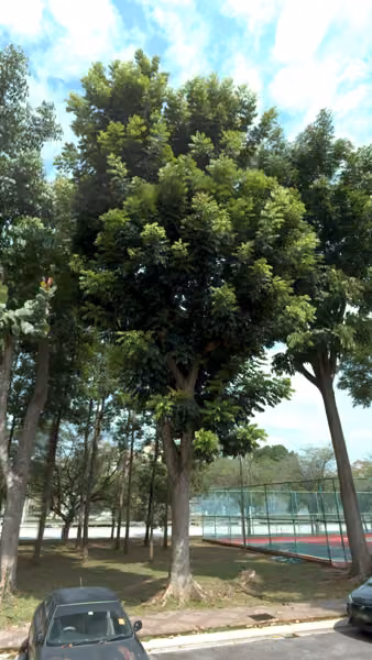 tree photo
