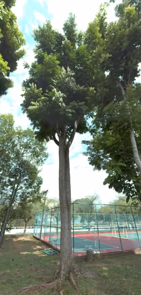 tree photo