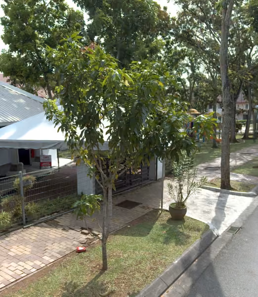 tree photo