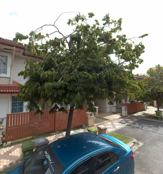 tree photo