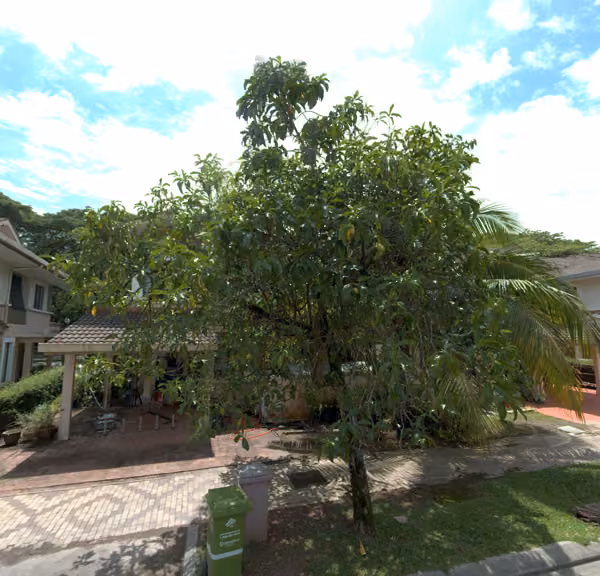 tree photo