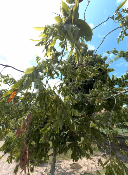 tree photo