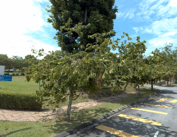 tree photo