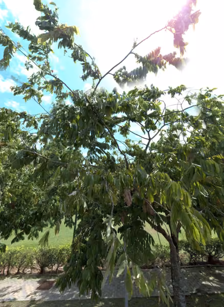 tree photo