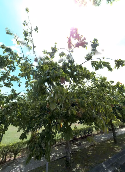 tree photo