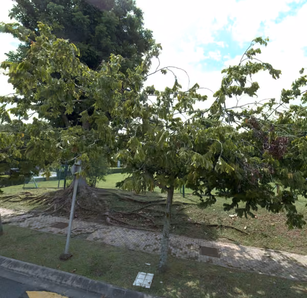 tree photo