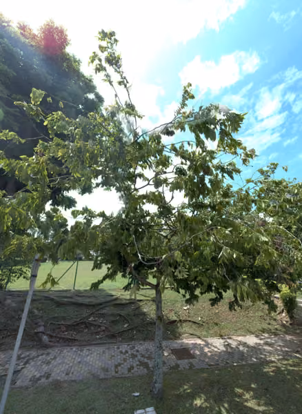 tree photo