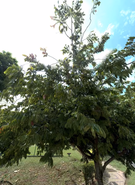 tree photo