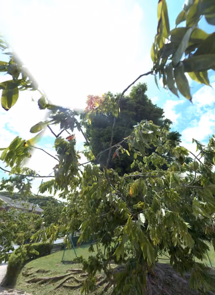 tree photo