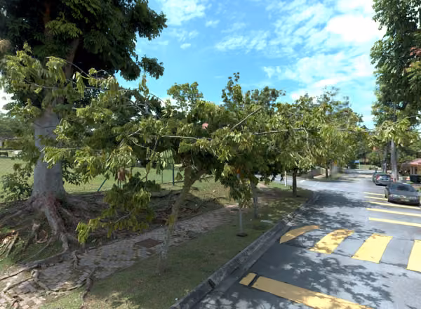 tree photo