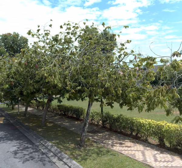 tree photo
