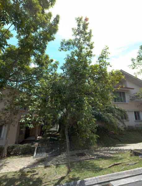 tree photo