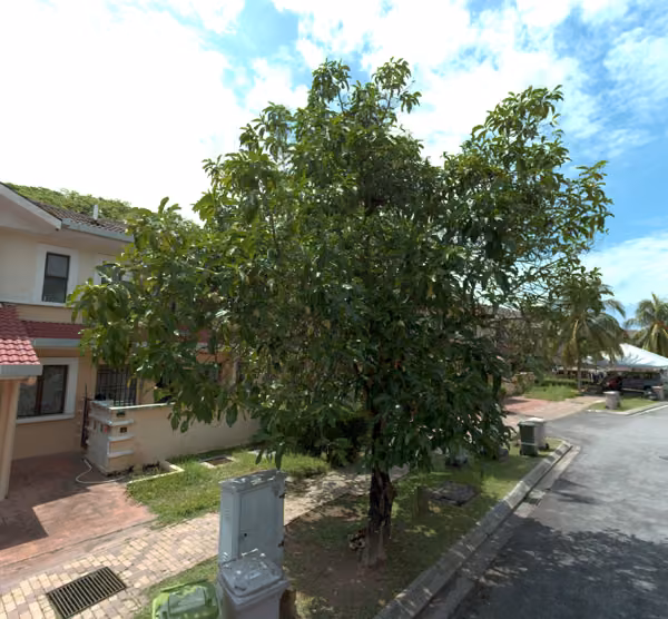 tree photo