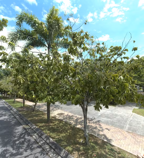 tree photo