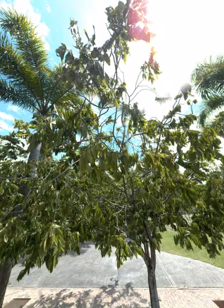 tree photo